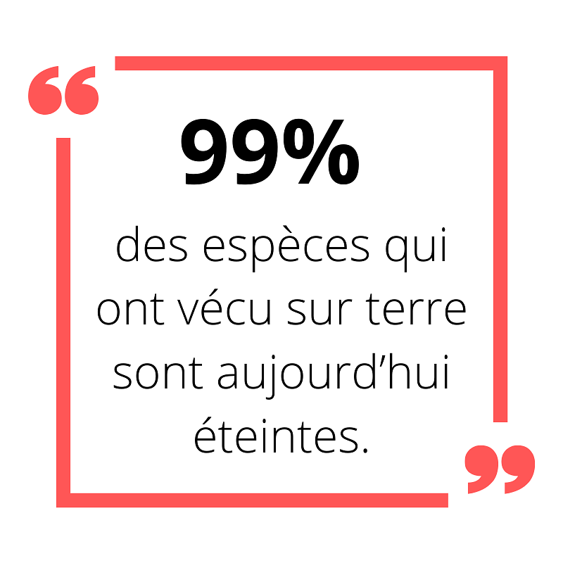 99% des espèces qui ont vécu sur terre sont aujourd'hui éteintes